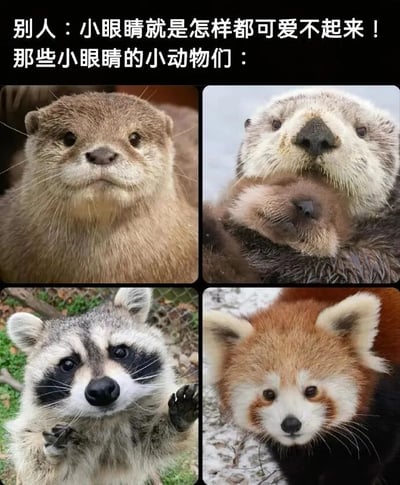 图片上方配有文字“别人：小眼睛就是怎样都可爱不起来！那些小眼睛的小动物们：”，下方是四张小动物的特写照片，分别为水獭、抱着幼崽的水獭、浣熊和小熊猫，它们都有着小眼睛，表情呆萌可爱，用实际形象反驳了“小眼睛不可爱”的观点。