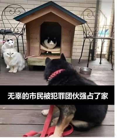图片展示了一个有趣的宠物场景：一只戴着红色项圈的黑色狗狗站在木制狗窝前，回头望向窝里。狗窝本应是狗狗的家，此刻却被一只黑白相间的猫咪占据，猫咪正安逸地坐在窝里。狗窝旁边还蹲着两只白猫，其中一只戴着粉色蝴蝶结，像是“团伙成员”。图片底部配有文字“无辜的市民被犯罪团伙强占了家”，将狗狗比作被霸占家园的无辜市民，猫咪们则被幽默地称为“犯罪团伙”，通过拟人化手法营造出搞笑又温馨的氛围。