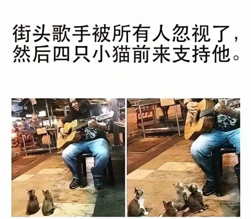 流浪小猫