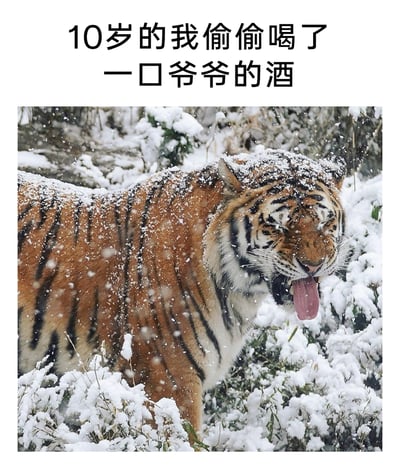 这是一张趣味拟人梗图，上方配有文案“10岁的我偷偷喝了一口爷爷的酒”，下方是一张在飘雪户外环境中拍摄的老虎照片，老虎浑身落满雪花，皱着眉头、吐出舌头，表情看起来十分难受、不适，生动地还原了童年偷喝长辈烈酒时被呛到、酒劲上头的难受感受，用动物的真实反应来拟人化人类的经历，搞笑又贴切，容易引发有类似童年经历的人的共鸣。
