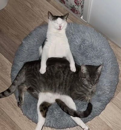 两只猫咪在灰色毛绒圆形猫窝里睡得正香。白色带有灰色斑块的猫咪仰卧在上方，前爪自然搭在下方灰黑色虎斑猫的背上，双眼紧闭，表情安详；下方的灰猫则四肢伸展，同样处于熟睡状态，身体被压得微微下陷。猫窝放置在浅色木地板上，背景可见部分带有粉色花朵图案的窗帘和白色墙壁，整体场景温馨治愈，展现了宠物间亲密放松的日常瞬间。