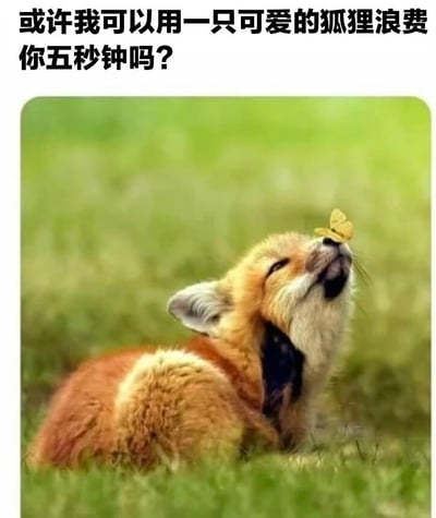 图片上方为黑色文字'或许我可以用一只可爱的狐狸浪费你五秒钟吗？'，下方是一张狐狸的照片。狐狸通体呈橙棕色，正躺在绿色的草地上，仰头向上，鼻子上停着一只黄色的蝴蝶，表情显得放松而愉悦。整体画面温馨治愈，通过可爱的动物形象和亲切的文字，吸引观者停留片刻。