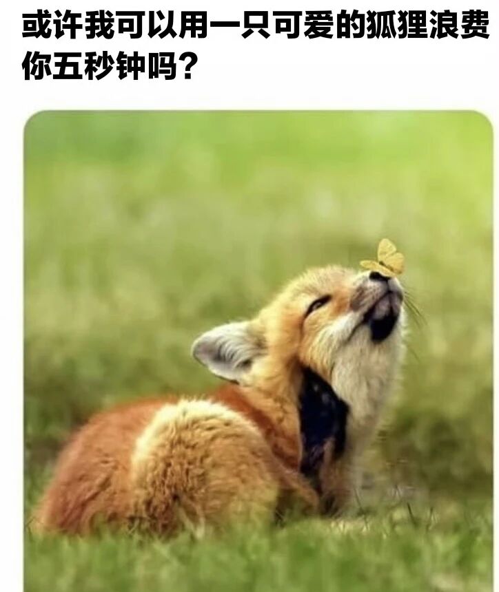 狐狸