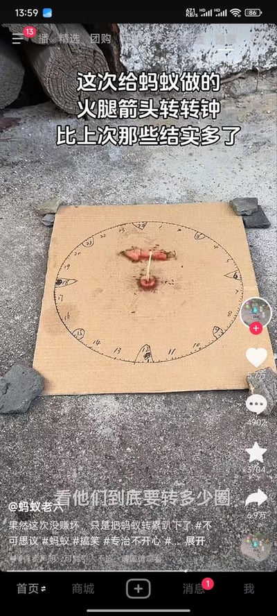 图片展示了一个创意手工制品“蚂蚁火腿箭头转转钟”：一块硬纸板上用黑色马克笔画出简易圆形刻度（标有数字1-12），中心垂直插着一根细木棍，顶端固定着一片火腿切片作为“箭头指针”，纸板四角用小石块压住防止移动。画面上方配有文字“这次给蚂蚁做的火腿箭头转转钟比上次那些结实多了”，底部文字“看他们到底要转多少圈”，整体呈现出网友为观察蚂蚁行为而设计的趣味实验场景，充满童真与幽默感。