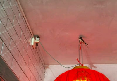 这张图片呈现了一处充满生活气息的室内角落场景：左侧是带有立体纹理的白色瓷砖墙面，浅粉色的天花板与墙面形成夹角。两只家燕分别停在不同的位置，一只静立在墙面的白色固定装置上，另一只落脚在下方红灯笼的金属挂架上。红灯笼带有精致的金色花纹，内部透出暖光，绿色电线从墙面装置连接到灯笼处，整体氛围温馨治愈，燕子的出现为这个普通的家居角落增添了自然灵动的气息。