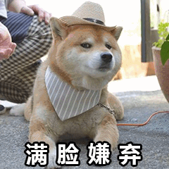 戴草帽的柴犬满脸嫌弃