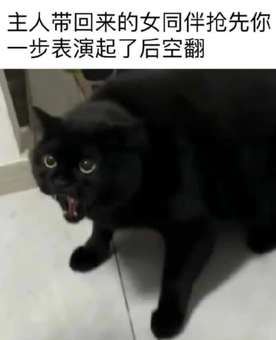 这是一张文字加注的静态单图，画面主体是一只黑色猫咪，它瞪大双眼、张开嘴巴，面部肌肉紧绷，呈现出愤怒又震惊的神态，仿佛在低吼发泄不满。图片上方配有文案“主人带回来的女同伴抢先你一步表演起了后空翻”，用拟人化的手法，将猫咪设定为原本想要在主人面前展示自己，却被新来的女同伴抢了风头的角色，通过猫咪真实的愤怒表情和趣味文案的结合，营造出搞笑又充满反差感的效果，没有双关、谐音梗等内容。