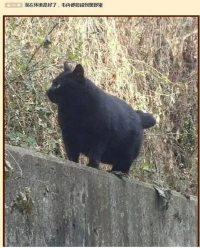 图片中一只体型圆润的纯黑色猫咪正站在灰色混凝土墙的边缘，身体微微侧对镜头，头部转向左侧，眼神警惕地观察着周围环境。背景是茂密的干枯草丛和灌木，呈现出自然野外的景象。图片顶部配有文字“现在环境是好了，市内都能碰到黑野猪”，通过将黑猫的黑色毛发和体型与黑野猪进行幽默联想，制造出因环境改善导致野生动物（实际是猫咪）出现在市内的搞笑误会效果。