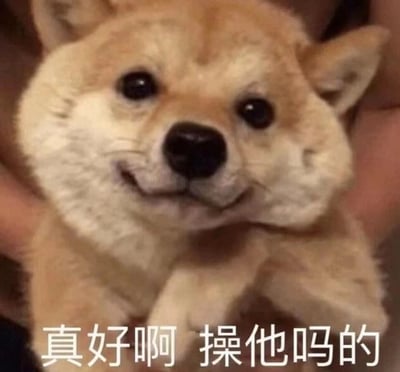 这是一张经过P图改编的静态表情包，主体是一只被双手捏着脸的柴犬，脸部因外力挤压变形，呈现出怪异又勉强的微笑表情，眼神带着一丝无奈。图片下方配有文字“真好啊 操他吗的”，表面的“真好”和脏话形成强烈反差，精准表达了人们在面对不满、烦躁的处境时，不得不强装无所谓，实则内心充满负面情绪的状态，常用于社交场景中吐槽、发泄压抑的情绪。