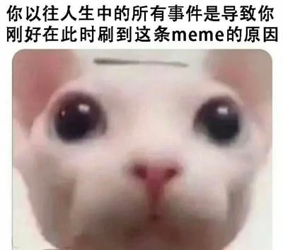 图片上方有一行黑色文字：“你以往人生中的所有事件是导致你刚好在此时刷到这条meme的原因”，下方是一张白色猫咪的特写照片。猫咪有着异常大而圆的黑色眼睛，眼神直视前方，表情呆萌，整体给人一种巧合与命运交织的幽默感，引发对生活偶然性的思考。