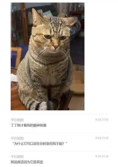 这张图由上方的静态宠物照片和下方的社交媒体文字内容组成。照片里是一只名叫丁丁的狸花猫，它端坐着，眼神低垂，脸上带着委屈又不服气的表情，仿佛在为某件事感到不满。下方是用户“平价朗姆”连发的三条消息，以拟人化的手法模拟猫咪的视角发出疑惑：“为什么它可以尿在你杯里但我不能？”，随后主人吐槽回应：“我说废话因为它是茶壶”。内容将茶壶往杯子里倒水的行为调侃成“尿”，制造出荒诞又搞笑的反差感，猫咪的表情完美契合了这种委屈不满的情绪，生动展现了宠物主人和自家猫咪的趣味互动日常。