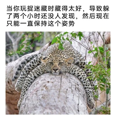 这是一张带有拟人化配文的野生动物梗图，画面主体是一只野生豹子，它将四肢摊开，下巴搁在粗壮的树干顶端，眼神看起来疲惫又无奈，仿佛已经维持这个姿势很久。图上方的中文配文为“当你玩捉迷藏时藏得太好，导致躲了两个小时还没人发现，然后现在只能一直保持这个姿势”，通过拟人化的手法，把豹子慵懒疲惫的姿态类比成人类玩捉迷藏时藏得太好，没人找到只能一直保持姿势的窘境，以此制造出幽默搞笑的效果，让观看者产生共鸣。