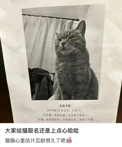 这张图片展示了一张充满趣味的有偿寻猫启事，上方是一只灰色猫咪的黑白实拍照片，猫咪呈坐姿抬头望向上方，一只眼睛半睁，表情看起来十分不屑、不耐烦。下方的寻猫启事文字内容显示，这只名为“B猫”的母猫在22号晚10点左右丢失，它有流浪前科，体重约7斤，主人喊它名字时它从来不会答应。图片下方附带网友的评论，调侃主人给猫咪取名太过敷衍，猜测猫咪是因为这个名字忍耐许久才跑走，整个内容因敷衍的寻猫信息和猫咪的表情形成强烈反差，充满搞笑效果。