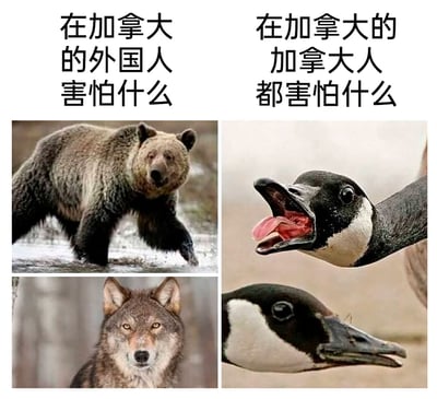 这是一张采用左右对比形式的四格拼接图文梗图，左侧区域上方配有文字“在加拿大的外国人害怕什么”，下方依次是一只在浅水中行进的灰熊，以及一只眼神锐利、直视镜头的灰狼，这两种动物都是加拿大野外具有威胁性的大型猛兽，符合外国人对加拿大野外危险的固有印象；右侧区域上方配有文字“在加拿大的加拿大人都害怕什么”，下方是两只姿态极具攻击性的加拿大雁，一只大张着嘴、露出舌头，呈现出攻击的神态，另一只则嘴部微张、神态警惕。该图通过强烈的反差对比，调侃了在加拿大本地，极具攻击性、数量众多的加拿大雁才是让本地人头疼的“可怕动物”，而非外国人认知中的大型猛兽，充满了搞笑的地域特色。