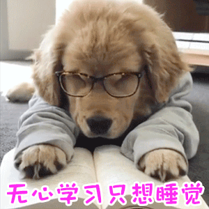 戴眼镜的学霸狗？不，是只想睡觉的学渣狗