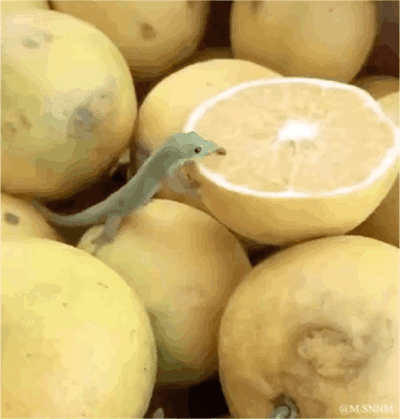 这是一个动态GIF图，画面中一只浅绿色的小蜥蜴趴在一堆浅黄色的柠檬上，因位置巧合，蜥蜴的头部恰好与被切开的柠檬截面重合，形成了仿佛蜥蜴的脸就是柠檬截面的趣味视觉错位效果，整体画面滑稽搞笑，充满趣味性。