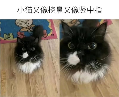 这张图为左右拼接的实拍图，顶部配有文字说明“小猫又像挖鼻又像竖中指”。左侧是小猫的远景画面，它坐在木质地板上，身后铺有带卡通形象的地垫，从该视角看小猫抬起的爪子既像是抬手挖鼻子，又像是对着观看者竖中指；右侧是小猫的面部特写，放大后可看到小猫睁着圆眼睛表情无辜，爪子实际是放在胸前，是拍摄角度造成的视觉错位，形成了趣味双关的效果。