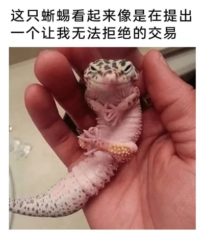 这是一张趣味梗图，画面中一只豹纹守宫被人的手掌托在掌心，它巧合地将四肢交叉抱在胸前，眼神看起来狡黠又沉稳，仿佛模仿着人类世界里谈判的大佬姿态。图上方配有文字“这只蜥蜴看起来像是在提出一个让我无法拒绝的交易”，将蜥蜴的姿势与黑帮谈判的场景结合，制造出强烈的反差感，让原本可爱的宠物显得充满“大佬气场”，整体氛围搞笑又有趣，十分贴合网络梗图的趣味调性。