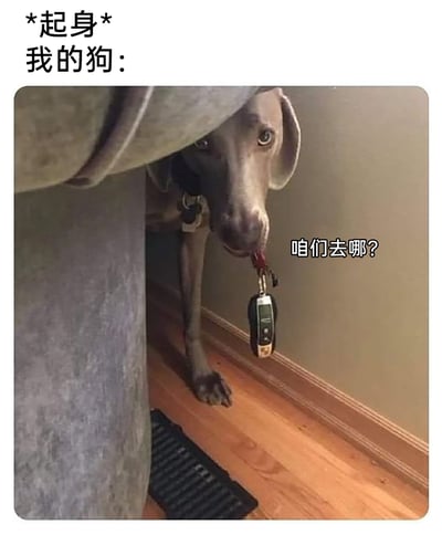 这是一张趣味宠物主题的图片，上方配文标注‘*起身* 我的狗：’，图中是一只魏玛猎犬，它躲在家具的侧面，嘴里叼着车钥匙，眼神充满期待，旁边配文‘咱们去哪？’。图片生动地展现了狗狗时刻盼着主人带自己出门玩耍的天性，只要主人有起身的动作，就立刻‘准备好’出门的‘装备’，用拟人化的配文和狗狗的真实行为，营造出搞笑又温馨的氛围，很容易引发宠物主人的共鸣。