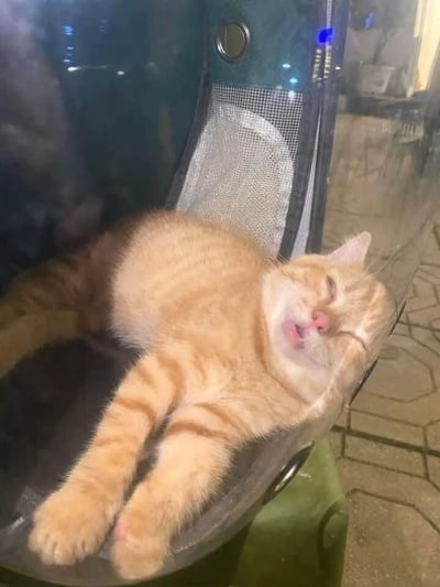 一只橘黄色的虎斑猫正舒适地躺在绿色的宠物航空箱内，身体舒展，四肢自然摆放。猫咪双眼紧闭，嘴巴微张，露出粉嫩的舌头和鼻头，表情看起来十分放松惬意，仿佛在微笑。航空箱侧面有透气的网状窗口，背景是模糊的石质地面，整体场景温馨治愈，展现了宠物在熟悉环境中的慵懒状态。