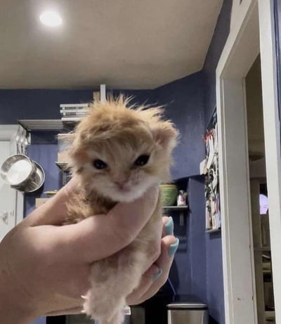 一只毛发蓬松凌乱的小橘猫被人用拇指和食指轻轻捏住后颈提起来，它有着超大的黑色圆眼睛，正直勾勾地盯着镜头，表情看起来既无辜又有点懵。背景是一个蓝色墙壁的厨房或储物间，能看到金属架子、悬挂的锅具和各种杂物，头顶的天花板灯提供了主要照明。
