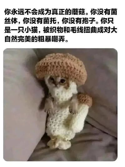 图片上方是一段调侃文字，内容为“你永远不会成为真正的蘑菇。你没有菌丝体，你没有菌托，你没有孢子。你只是一只小猫，被织物和毛线扭曲成对大自然完美的粗暴嘲弄。”，下方是一只穿着棕色蘑菇顶和白色菌柄造型针织服装的小猫，正坐在浅灰色沙发上，眼神呆萌，整体营造出幽默可爱的氛围。