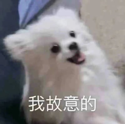 一只毛茸茸的白色小狗，眼睛瞪得大大的，嘴巴微张吐着舌头，看起来像是在做鬼脸或者故意调皮。图片下方配有文字“我故意的”，增强了小狗调皮捣蛋的形象。