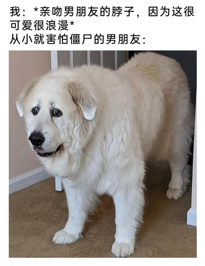 这是一张图文结合的搞笑情侣梗图，上方文字构建了一个日常场景：“我”认为亲吻男朋友的脖子是可爱浪漫的行为，于是做出这个动作；而这个男朋友从小害怕僵尸，下方用一只眼神惊恐、身体僵硬紧绷的白色大型犬的状态，来类比男朋友的反应——因为僵尸的经典攻击动作是咬脖子，所以男友将这个亲密行为和僵尸攻击联系起来，产生了强烈的恐惧，用狗狗的搞笑表情放大了这种浪漫行为和恐惧反应的反差感，充满诙谐趣味，生动展现了情侣间的搞笑日常。
