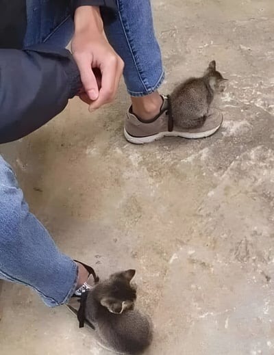 图片中展示了一个温馨的场景：一个穿着蓝色牛仔裤和灰色鞋子的人坐在水泥地上，两只毛茸茸的小奶猫分别乖巧地坐在左右两只鞋子上。小猫体型很小，毛色呈灰褐色，耳朵竖起，姿态十分可爱。人物的一只手轻轻放在膝盖上，似乎在安静地陪伴着这两只小猫咪，整体画面给人一种治愈、温暖的感觉。