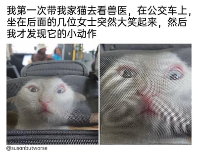 这是一组左右对比的静态图，记录了主人带自家白色猫咪去看兽医的途中发生的趣事。左侧画面中，猫咪待在带网纱的宠物包里，露出的脸带着懵懂的表情，背景能看到公交车上的其他乘客；右侧画面是从网纱外侧凑近拍摄的视角，由于猫咪的脸部位置与网纱的网格恰好重合，形成了有趣的视觉错位，看起来像是猫咪做出了搞怪的嘟嘴歪脸动作，这正是公交车上的女士们大笑的原因，整个场景充满了生活中的意外趣味，滑稽又可爱。