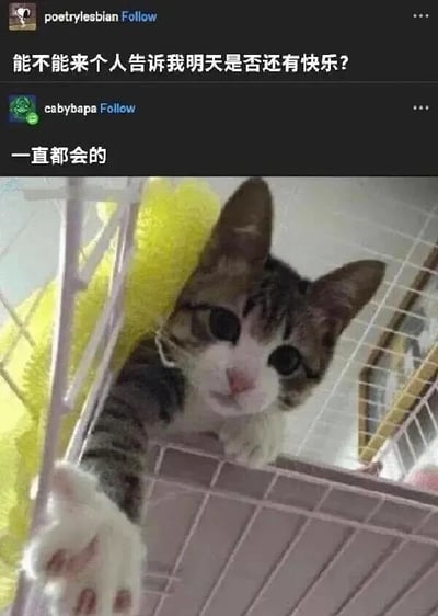 图片上方是两条社交媒体评论，用户“poetrylesbian”发出疑问“能不能来个人告诉我明天是否还有快乐？”，另一位用户“cabybapa”回复“一直都会的”。下方是一只虎斑猫的照片，它待在白色笼子里，旁边有黄色毯子，正伸出一只爪子，眼神无辜又温柔，仿佛在给予安慰。整体通过文字与猫咪形象的结合，传递出温暖治愈的情感，用可爱的猫咪画面强化了“明天依然有快乐”的积极回应。