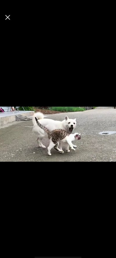 图片中一只白色的狗和一只虎斑猫在户外的水泥地面上发生激烈对峙。白色的狗体型较大，正张嘴露齿，似乎在对猫咆哮；虎斑猫则前爪伸出，身体后仰，露出凶狠的表情，处于防御姿态。背景中可以看到一些台阶和绿色植物，推测是在居民区或公园等户外场所。