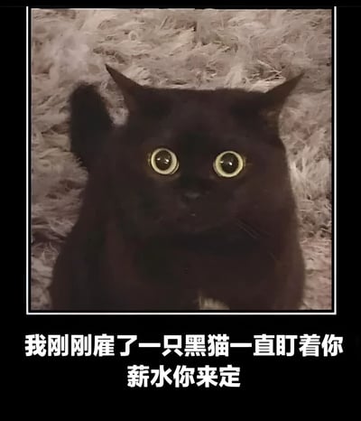 图片主体是一只黑猫，它有着圆溜溜的黄色大眼睛，正直勾勾地盯着镜头，表情显得十分专注。黑猫坐在浅色的毛绒背景上，整体画面突出了猫咪的神秘感和凝视的穿透力。图片下方配有白色文字：“我刚刚雇了一只黑猫一直盯着你 薪水你来定”，通过将猫咪拟人化，营造出一种幽默场景，仿佛这只黑猫被“雇佣”来执行“盯着人”的任务，并用“薪水你来定”的说法增加戏谑感，利用猫咪的可爱与文字的反差制造笑点。