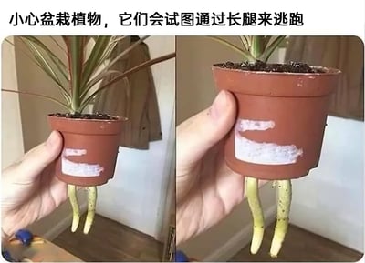 这是一张左右分栏的对比搞笑图，左侧画面中一只手握着一个红棕色小型花盆，盆内种植着一株绿植，两根浅色的植物根系从花盆底部钻出，形态酷似两条细腿；右侧是同一盆植物的特写画面，这两根根系看起来比左侧更长，仿佛在“变长准备逃跑”。图片顶部配有文字“小心盆栽植物，它们会试图通过长腿来逃跑”，创作者将植物从花盆底部自然穿出的根系，用拟人化的脑洞调侃成植物为了“逃跑”特意长出的腿，把普通的植物生长场景赋予荒诞诙谐的剧情，制造出反差感满满的搞笑效果，让观者会心一笑。