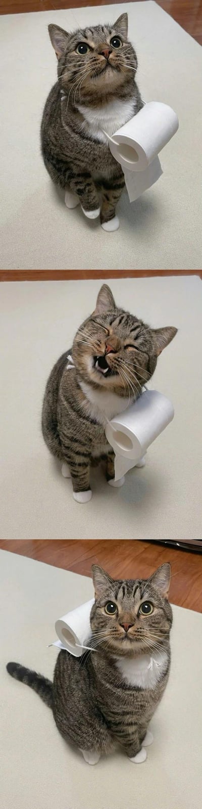 三张竖排拼接的照片，主角是一只虎斑猫。第一张照片中，猫咪坐姿端正，脖子上挂着一卷卫生纸，仰头看向上方，眼神好奇；第二张照片里，猫咪闭上眼睛，嘴巴张开，露出牙齿，表情像是在兴奋地叫喊或撒娇，卫生纸卷依然挂在脖子上；第三张照片中，猫咪转头面向镜头，眼神恢复平静，表情呆萌，卫生纸卷位置略有调整。整体画面展现了猫咪与卫生纸卷互动的趣味瞬间，表情从好奇到兴奋再到平静，充满生活气息和可爱感。