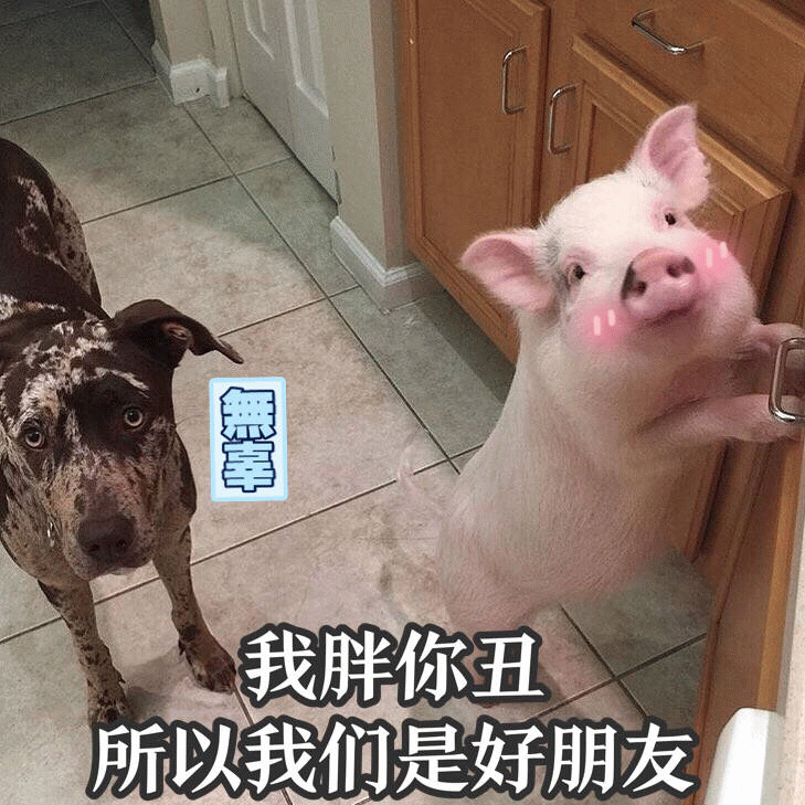 我胖你丑所以我们是好朋友 狗狗与小猪的搞笑友情