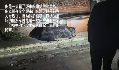 这是一张玩梗的文字加注图，主体是夜晚街道上一头躺在地上、嘴边带有血迹的真实黑熊，旁边站着一个穿黑衣的人。图片左侧配有一段拟人化的玩梗文字，将黑熊拟人成了解游戏版本前瞻的玩家，本以为被人类发现后最坏的结果是被送回栖息地，结果身旁学校响起的铃声暗示着“开学”这个更令“人”崩溃的“坏消息”，把游戏版本更新的梗和开学季学生的痛苦情绪结合，用黑熊的处境调侃开学的无奈，制造出荒诞搞笑的效果。图片上方还有一处酒品广告水印，显示地址为黑龙江双鸭山。