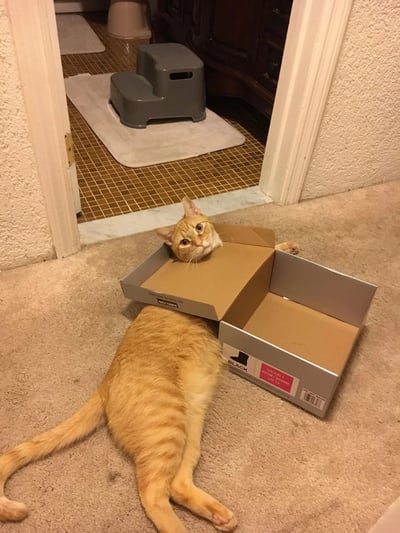 一只橘猫正躺在地毯上，将头卡在一个打开的鞋盒中，身体舒展，前爪伸出盒外。猫的表情看起来好奇而放松，眼睛睁大注视前方。背景中可以看到一个门口，通向铺有瓷砖的区域，那里有一个灰色的台阶凳和一个猫砂盆。整个场景展现了猫咪喜欢钻进狭小空间的可爱习性，与背景中专门为猫准备的台阶形成有趣对比。