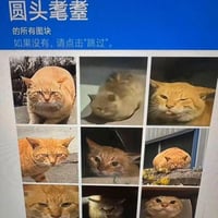 耄耋缩略图