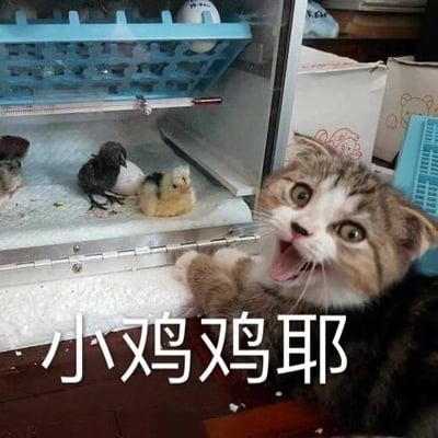 画面右侧是一只睁大眼睛、张开嘴巴、前爪搭在孵化箱边缘的折耳猫，神态十分兴奋；画面左侧的孵化箱内有几只刚孵化完成的小鸡，还有尚未孵化的蛋。图下方配有文字“小鸡鸡耶”，这里运用了谐音梗，“小鸡鸡”既指代图中的小鸡，同时也是对男性生殖器的俗称，用可爱的萌宠画面搭配带有调侃意味的文字，制造出滑稽的反差感，整体风格搞笑有趣。