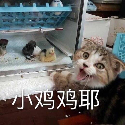 折耳猫