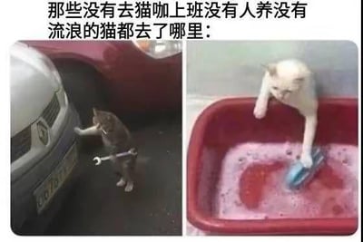 这张梗图以幽默的方式回答了“那些没有去猫咖上班没有人养的流浪猫去了哪里”的问题。左边是一只猫拿着扳手像在修车，右边则是一只猫在给东西刷泡沫，模拟出“流浪猫”像人一样在社会上打工谋生的场景。整个画面有强烈反差与拟人化的搞笑效果。本图采用了典型的网络双拼形式，并巧妙利用猫咪的表情动作制造萌感和喜剧氛围。