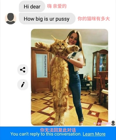 这是一张聊天记录截图，包含一个英文双关语笑话。对话中对方先发送"Hi dear 嗨亲爱的"，接着问"How big is ur pussy"，中文被故意翻译成"你的猫咪有多大"。下方附上一张照片，显示一位女子抱着一只体型巨大的橘猫，猫的四肢伸展，显得非常庞大。底部有提示"你无法回复此对话"。

图片利用了"pussy"一词的双关含义——既可以指"猫咪"，也可以指女性生殖器，通过中文翻译的巧妙处理和实际展示一只巨大的猫来制造幽默效果。