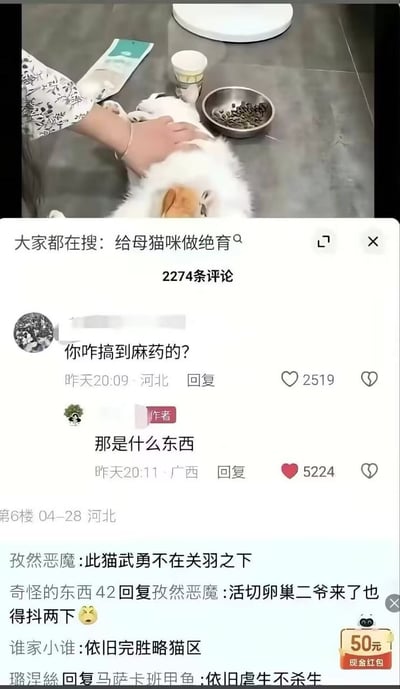 整张图由上半部分的视频画面和下半部分的评论区截图组成，上半部分画面里有一只白色的猫咪平躺在灰色的地面上，一只戴着细金手链的手正在抚摸猫咪的身体，旁边摆放着装有猫粮的金属碗、饮品杯和宠物食品包装袋；下半部分是该视频的评论区界面，顶部显示关联搜索词为“给母猫咪做绝育”，共有2274条评论，有河北网友评论询问视频作者“你咋搞到麻药的？”，来自广西的作者回复“那是什么东西”，暗示给猫做绝育没有使用麻药，后续其他网友纷纷玩梗，调侃这只猫不用麻药就做绝育武勇堪比关羽，“活切卵巢二爷来了也得抖两下”，还有其他相关玩梗回复，整体内容幽默搞笑，充满反差感。