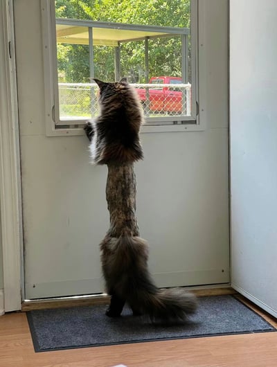 一只毛色棕黑相间的长毛猫正站在室内的门前，用后腿支撑身体，前爪搭在窗户上向外张望。猫咪的身体被夸张地拉长，形成了极不协调的比例，看起来像一根连接头部和尾部的长柱子。窗外可以看到绿色的树木和一辆红色的卡车。这张图片通过视觉错位或后期处理，创造出猫咪拥有异常长身体的搞笑效果。
