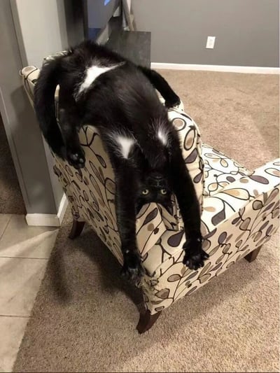 一只黑白相间的猫咪以极其扭曲的姿势趴在花纹扶手椅上，身体完全舒展开来，前爪几乎要碰到地面，眼神却异常清醒地盯着镜头。这柔韧性简直让瑜伽大师都自愧不如！