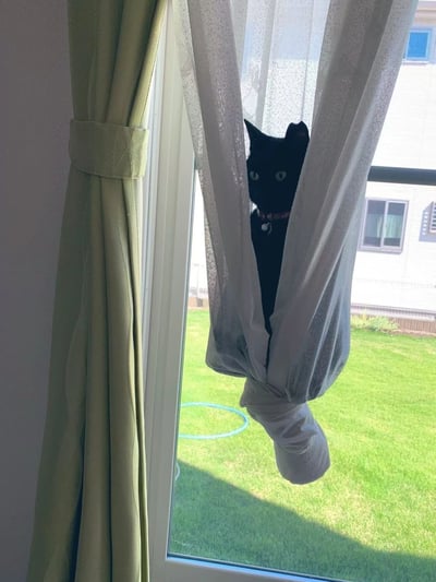一只戴着红色项圈（带有铃铛）的黑猫，正从窗户的白色纱帘后探出头来张望。窗户左侧挂着浅绿色的布帘，已被束带系起。窗外可见一片绿色的草坪和一栋白色的建筑物，建筑物上有蓝色的窗户。猫咪的眼睛圆睁，透出好奇的神情，整体画面温馨可爱，展现了宠物在家中的日常瞬间。