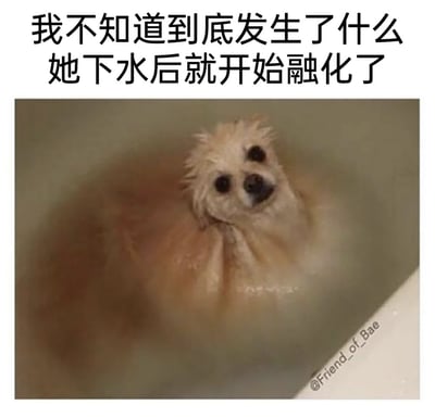 这是一张搞笑宠物表情包，图片上方添加了中文配文“我不知道到底发生了什么 她下水后就开始融化了”，图片主体是一只浅米色小狗只露出头部泡在浑浊发黄的水中，由于水的颜色和小狗毛发颜色相近，小狗的身体和浑浊的水融为一体，视觉上看起来就像是小狗的身体融化在了水中，仅头部保留，形成了反差搞笑的效果，图片右下角带有原发布者的账号水印。
