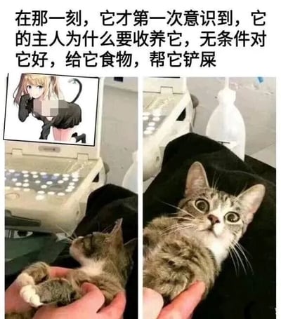 图片上方配有文字：'在那一刻，它才第一次意识到，它的主人为什么要收养它，无条件对它好，给它食物，帮它铲屎'。下方分为左右两图：左图中一只虎斑猫被人捧在手心，正扭头注视着笔记本电脑屏幕，屏幕上显示着一位金发动漫少女（面部被打码）；右图中同一只猫仰起头，瞪大眼睛，表情仿佛恍然大悟。通过猫咪看到动漫少女的场景，幽默地暗示主人收养猫咪的潜在原因可能与喜爱动漫文化有关。