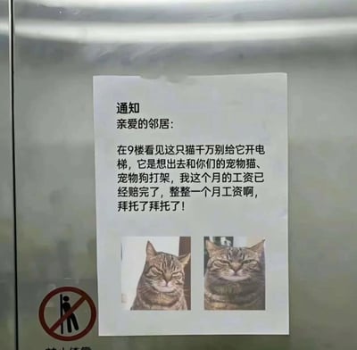 这张实拍图拍摄的是居民楼电梯的内壁，上面贴着一张打印的A4纸通知。通知面向楼内全体邻居，内容说明如果大家在9楼看到通知下方配图里的虎斑猫，不要为它开电梯，原因是这只猫总想跑出家门和楼里其他住户的宠物猫狗打架，猫主人这个月已经为宠物打架的赔偿花光了整月工资，语气恳切地拜托邻居帮忙。通知下方附了两张同一只虎斑猫的照片，猫的表情拽拽的，看起来十分不好惹，电梯左下角还能看到部分禁止倚靠的警示标识，整体内容既好笑又充满无奈的真实感。